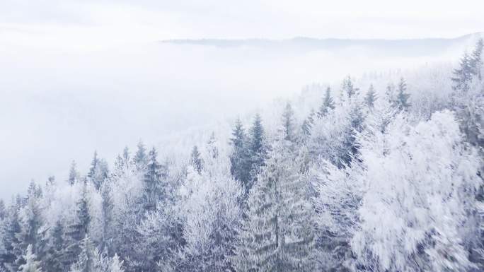 雾凇 春雪 白雪茫茫 大雪覆盖山林 霜降