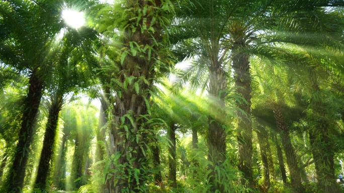 光线阳光穿过森林树林热带雨林丁达尔效应