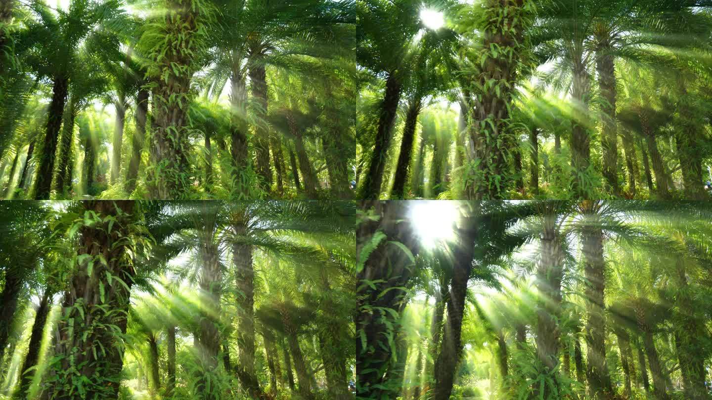 光线阳光穿过森林树林热带雨林丁达尔效应