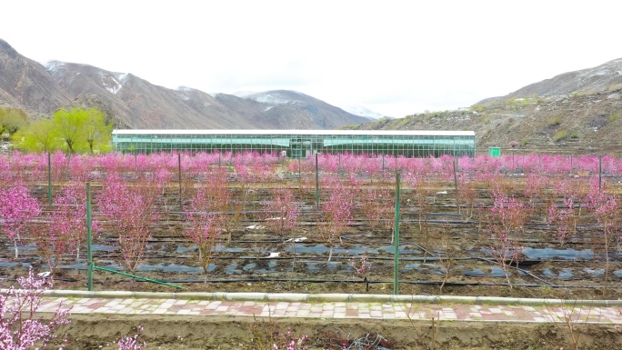 山桃花 花枝 桃花节 十里桃花 春天