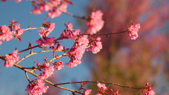 南涧樱花谷 地面素材