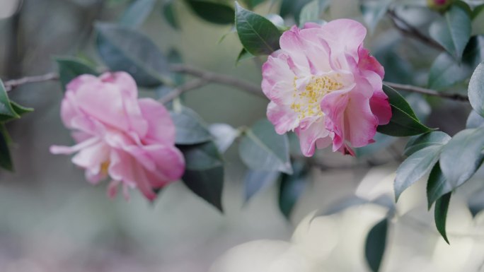 4K-云南山茶花花开，山茶花开特写