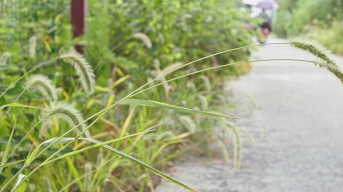 乡间小路 狗尾巴草