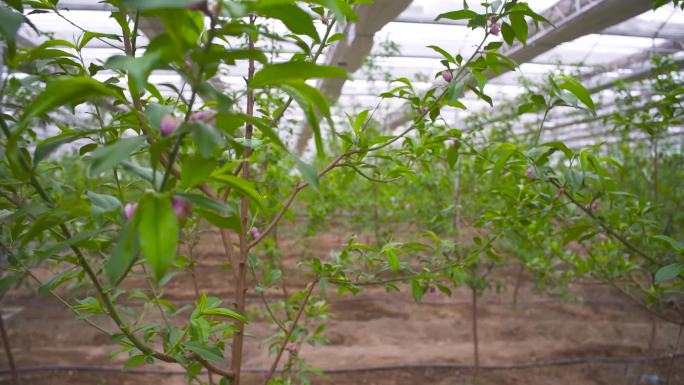 水果园 种植脱贫 万物生长温室大棚种植