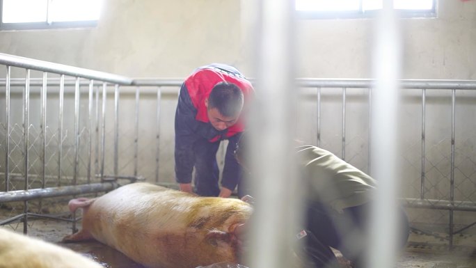养殖场 生猪观察小猪 幼猪生长 猪肉