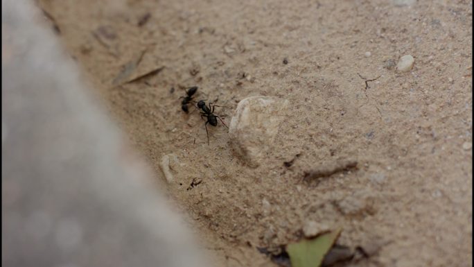 蚂蚁碰头交流 北方大黑蚁 蚂蚁