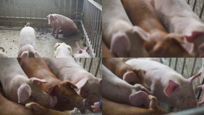 幼猪 种猪猪场管理数字化猪场猪场消毒猪崽