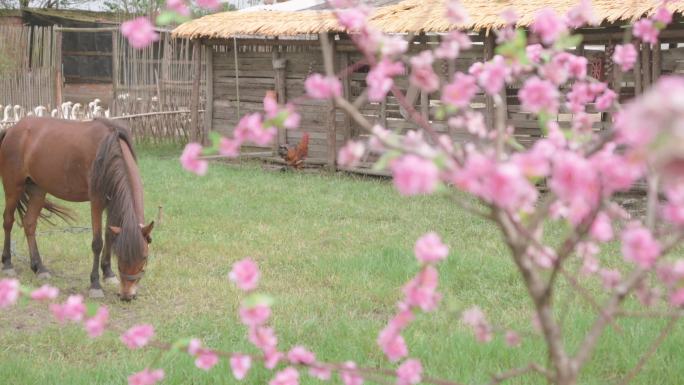 马儿在桃花源里悠闲