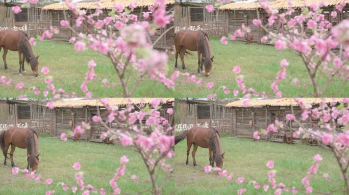 马儿在桃花源里悠闲