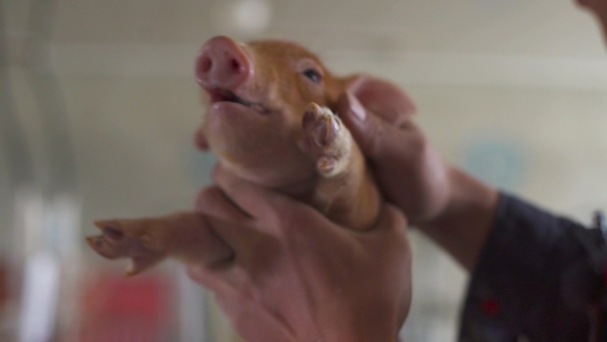科学养猪   猪肉 大型猪场