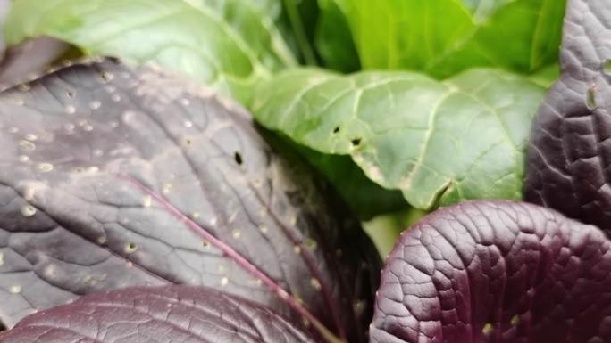 紫菜心生菜紫光叶菜紫色蔬菜植物食物紫叶菜