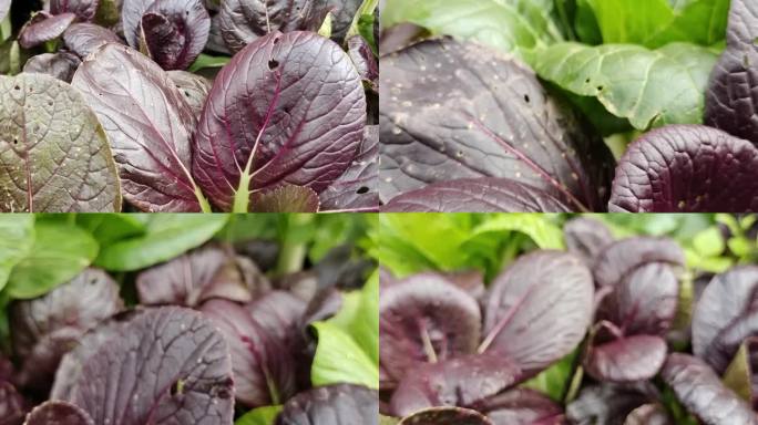 紫菜心生菜紫光叶菜紫色蔬菜植物食物紫叶菜