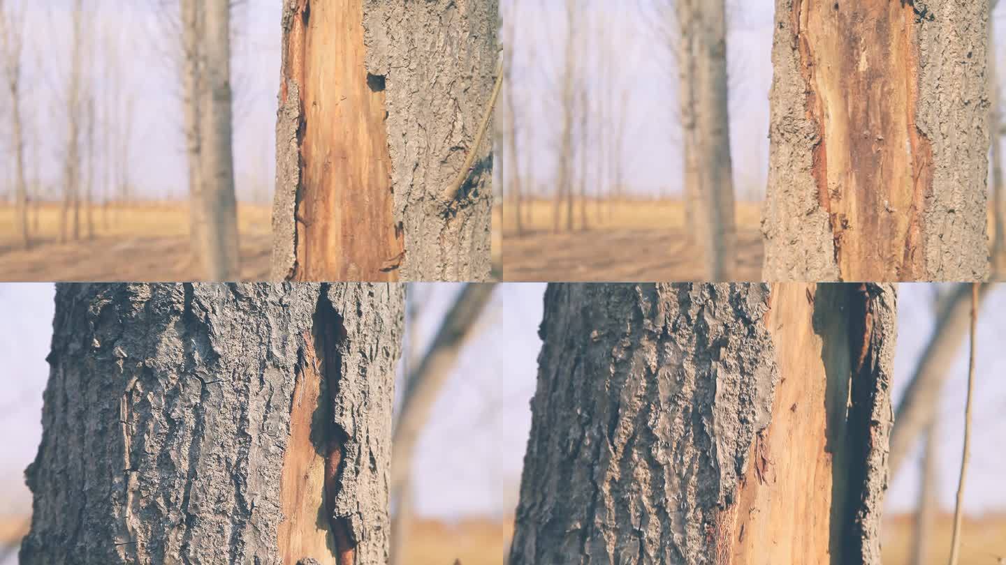 冬季杨树树身上一块树皮脱落露出树干