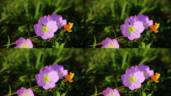 花朵