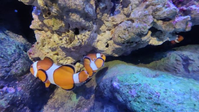 海洋馆 海底世界 海洋生物 狮子鱼 海鱼