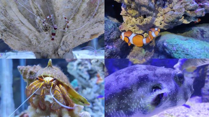 海洋馆 海底世界 海洋生物 狮子鱼 海鱼