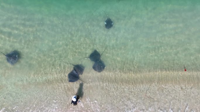 海南分界洲岛魔鬼鱼喂食