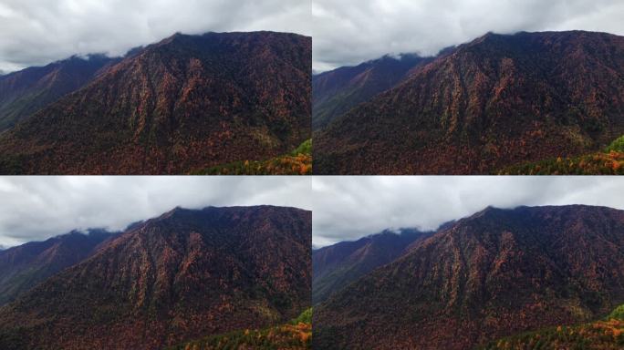 川西康定山川金黄色的秋天航拍