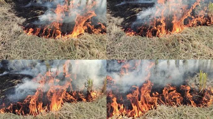 稻田升火水稻稻秆着火焰火烟火堆烟雾缭绕
