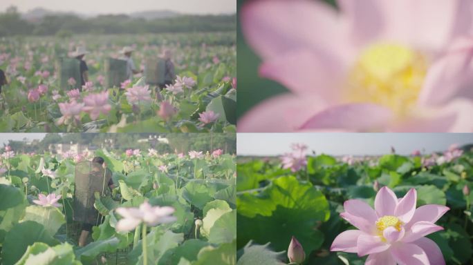 4K夏季湘潭荷花盛开采莲