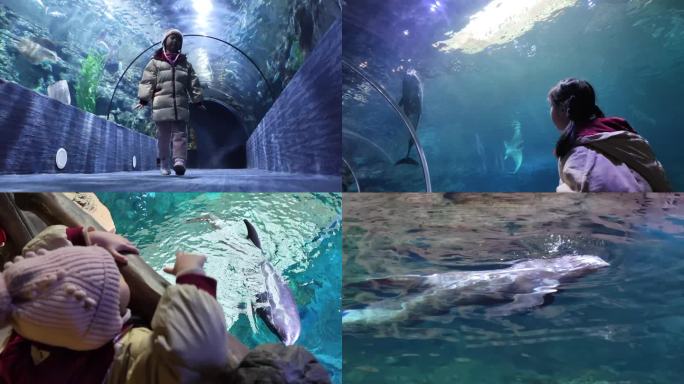 海洋馆 海底隧道 海底世界 海豚