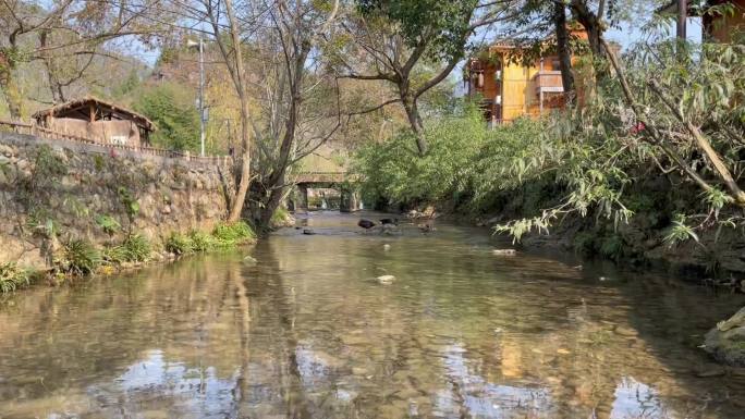 小桥河流人家树荫戏水有闲的鸭子
