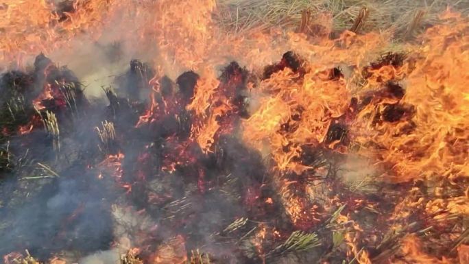 稻田升火水稻稻秆着火焰火烟火堆烟雾缭绕