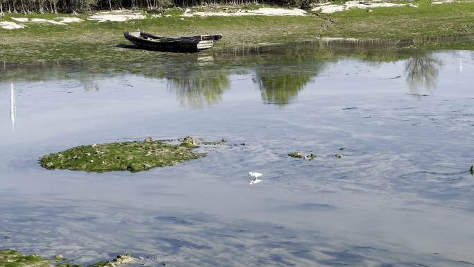 厦门 翔安 下潭尾湿地公园   白鹭