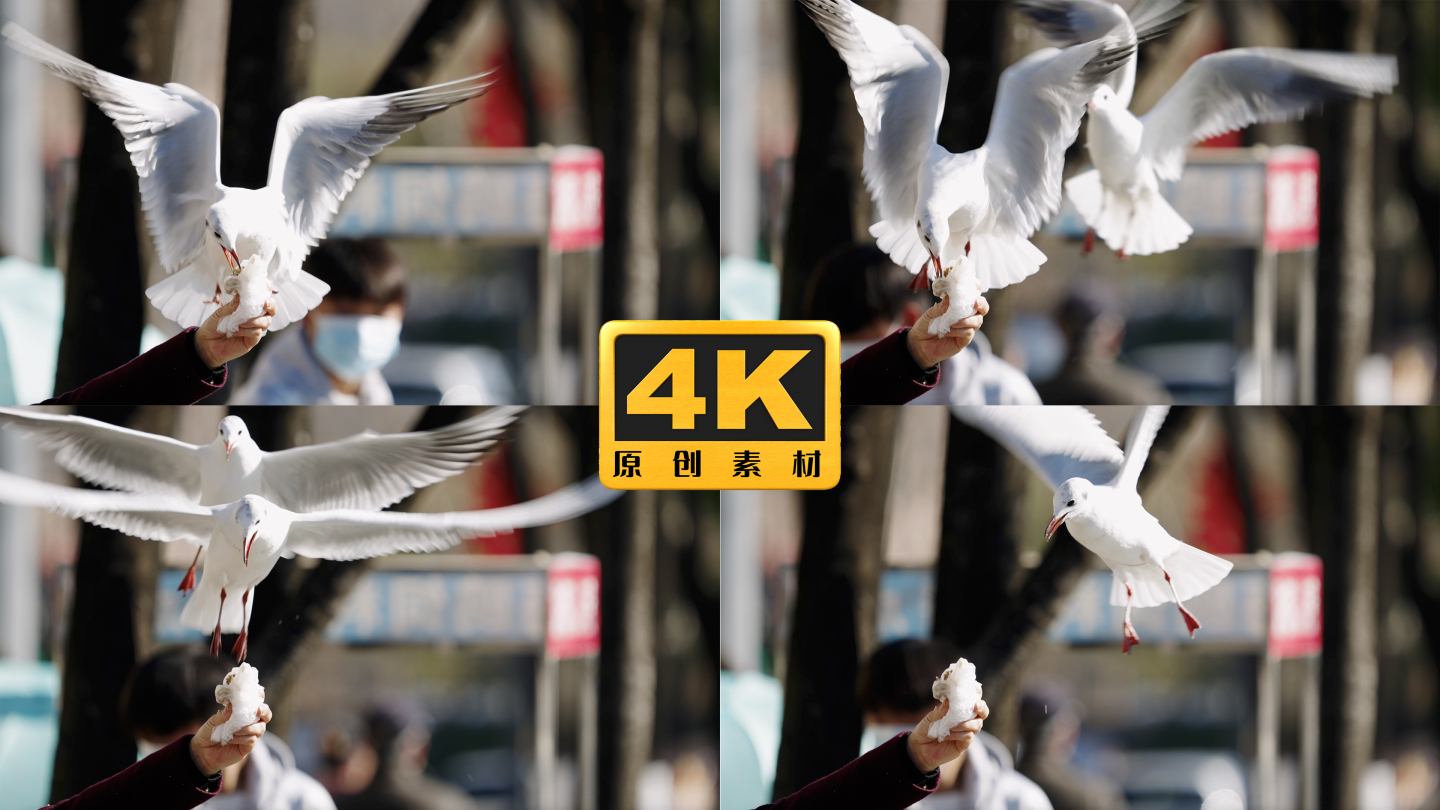 4K-喂食飞翔中的海鸥，海鸥觅食慢动作