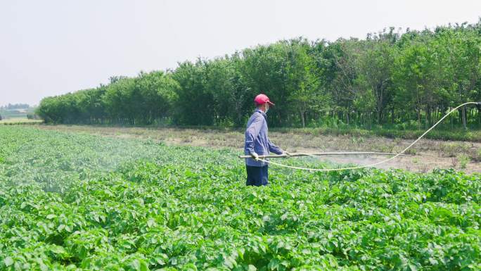 4K高清50帧率土豆田地打农药灌溉