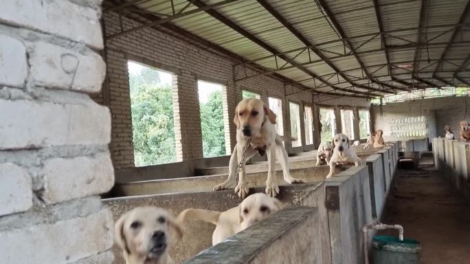 中华田园犬养殖狗白色的狗黄色的狗动物圈养