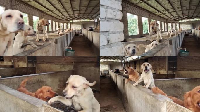 中华田园犬养殖狗白色的狗黄色的狗动物圈养
