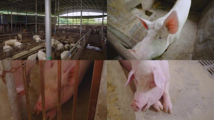贵州牲畜市场牛羊猪素材