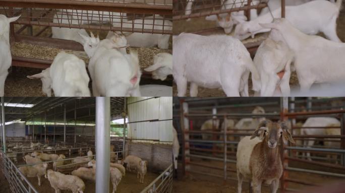 牲畜交易市场羊的素材