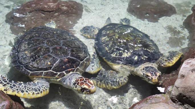 海龟 海洋馆 水族 海龟游泳