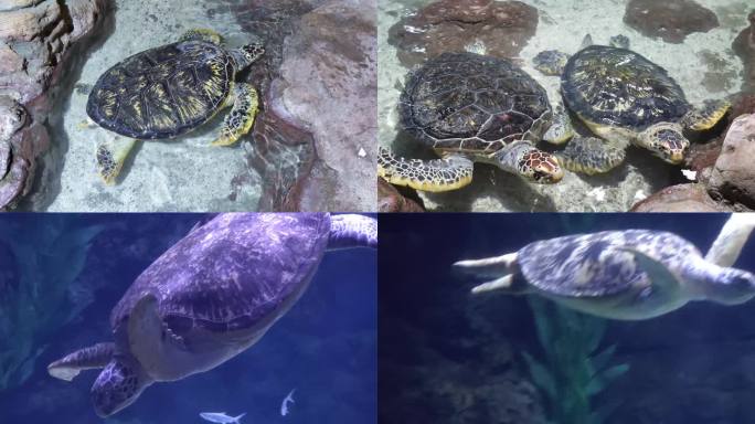 海龟 海洋馆 水族 海龟游泳