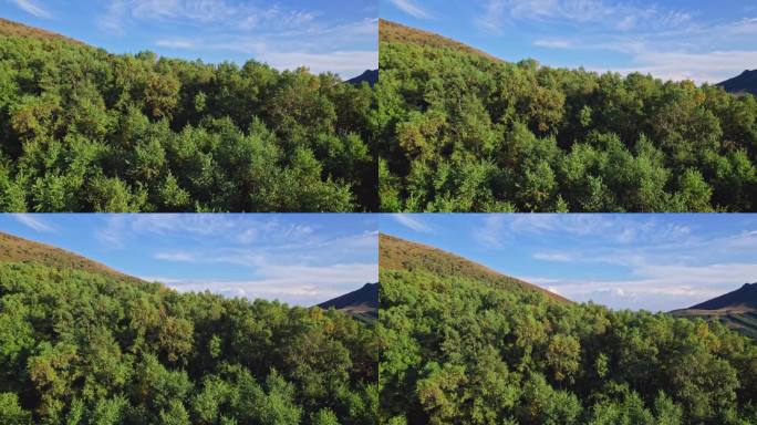 4K崇礼蓝天青山树林航拍山川松树