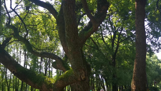 实拍参见大树绿色植物 (1)