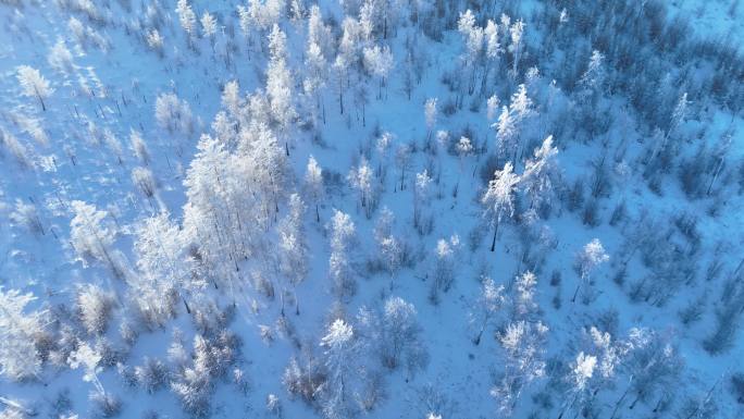 航拍林海雪原银色松林