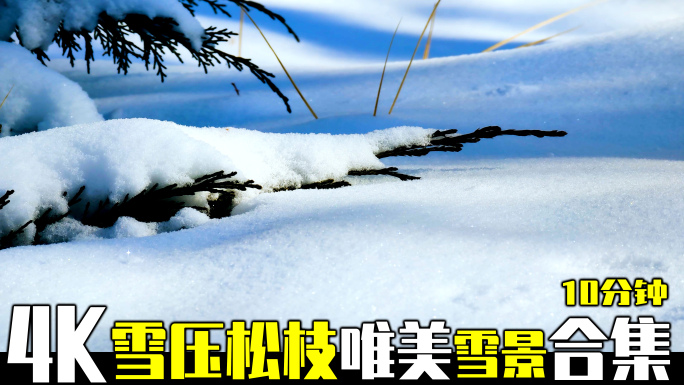 雪景雪压松枝特写近景中景合集