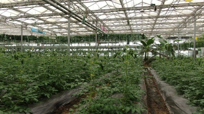 现代农业种植番茄蔬菜 (1)