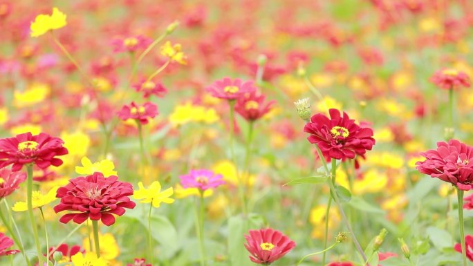 雏菊 花开 花儿 蜜蜂采蜜