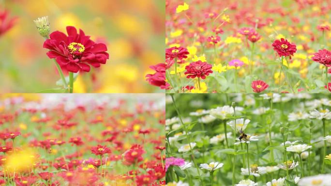 雏菊 花开 花儿 蜜蜂采蜜