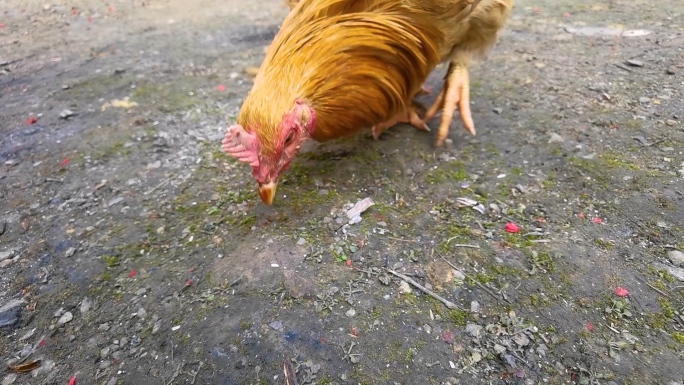 小鸡觅食慢镜头