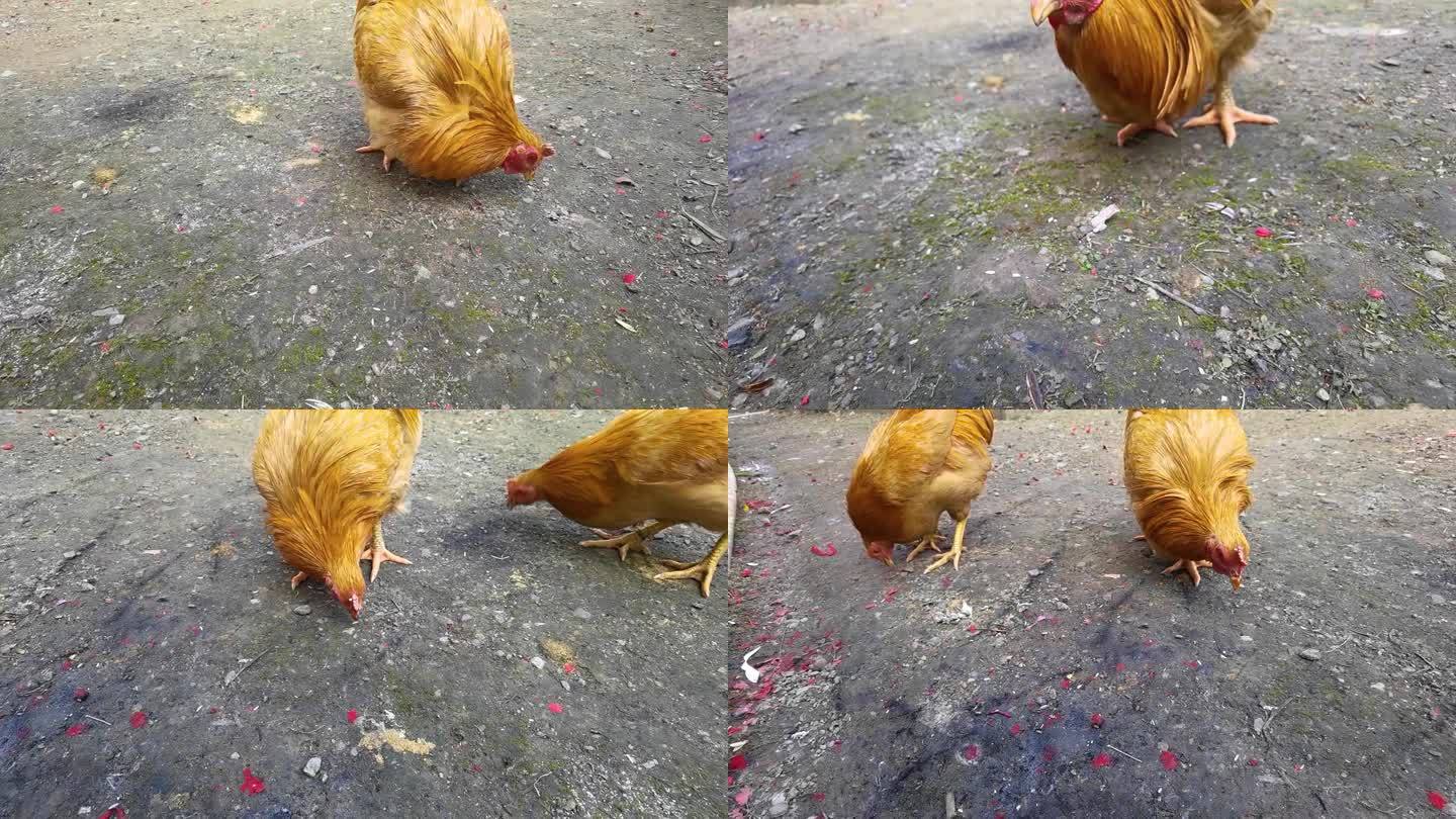 小鸡觅食慢镜头
