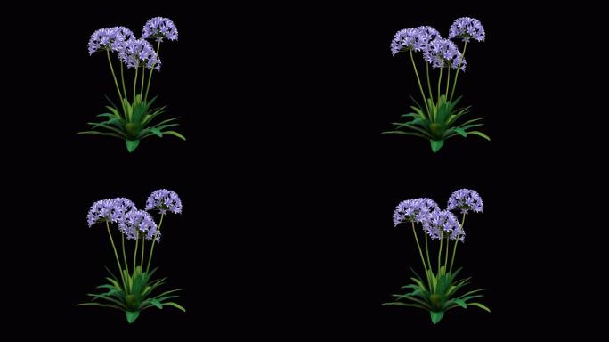 8K植物百子莲带循环动画和透明通道