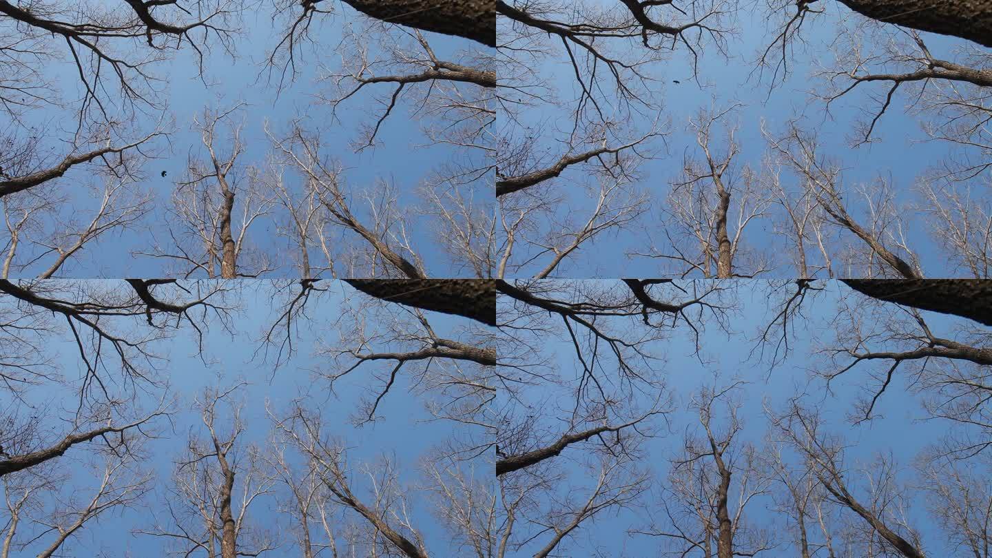 仰拍冬季杨树树林乌鸦叫着从树林间飞来飞去