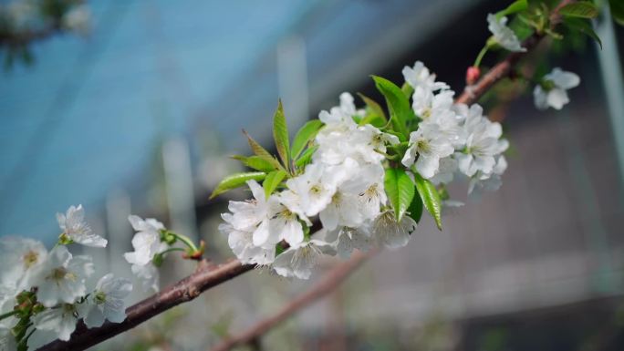 樱桃树开花 樱花 桃花 梨花