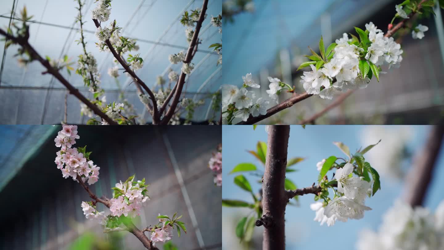 樱桃树开花 樱花 桃花 梨花