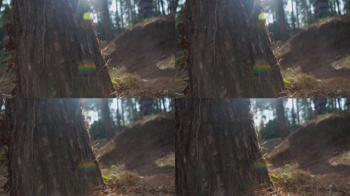 枯藤老树光影亲近自然保护自然森林防火广告